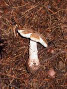 Amanite rougissante (Amanita rubescens)