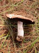 Agaricus silvicola