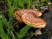 Polyporus squamosus