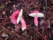 Cualgre (Russula torulosa)