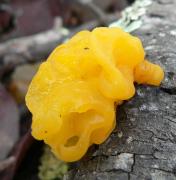 Tremella mesenterica