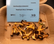 Cantharellus lutescens