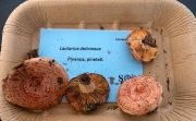 Lactarius deliciosus