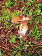 Cep, Cepe bronzé (Boletus aereus)