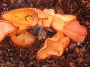 Otidée couleur cuir (Otidea alutacea)