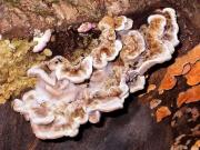 Auricularia mesenterica 1