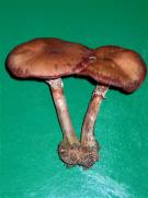 Armillaria (Armillariella) ostoyae (=A. obscura)