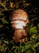 El pixacà, amanita pantera (Amanita pantherina)