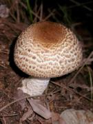 L'Agaric de bosc (Agaricus augustus)