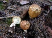 Agaricus augustus