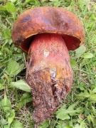 Mataparent (Boletus erythropus)