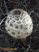 Paloma (Macrolepiota procera)