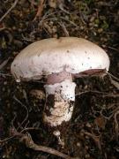 Camperol  1 (Agaricus campestris)