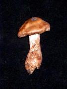 Cortinarius aprinus Melot