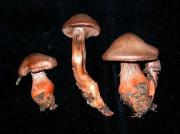 Cortinarius bulliardii (Pers.:Fr.) Fr.