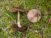 Pluteus cervinus