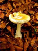 Amanita citrina