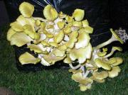 Pleurote jaune (Pleurotus citrinopileatus)