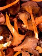 Camagroc,rebozuelo anaranjado (Cantharellus lutescens)