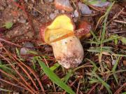 Molleric (Suillus collinitus)