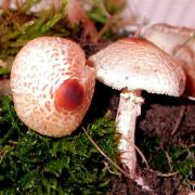 Lépiote crêtée (Lepiota cristata)