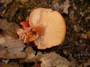 Lactarius curtus