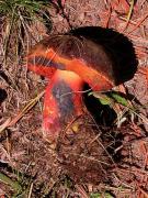 Bolet à pied rouge  1 (Boletus erytrpus)