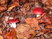 Russula fageticola