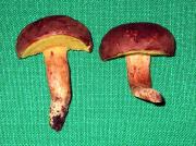 Bolet ferrugineux (Xerocomus ferrugineus)