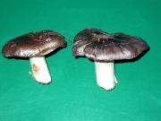 Fredolic groc (Tricholoma portentosum)