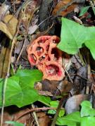 Gita de  bruixa (Clathrus ruber)