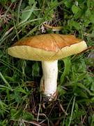 Molleric (Suillus granulatus)