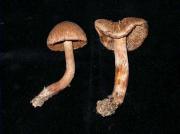 Inocybe piriodora (Britz.) Sacc.