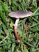 Leucoagaricus melanotrichus (Malençon & Bertault) Trimbach