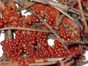Leocarpus fragilis