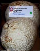 Pet de llop gegant (Langermannia gigantea)