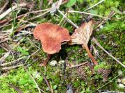 Omphalina lilacinicolor