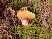 Suillus luteus