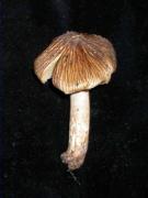 Inocybe maculata Boud