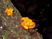 Tremella mesenterica