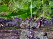 Auricularia mesenterica