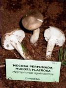 Mocosa perfumada (Hygrophorus agathosmus)