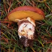 Morro de bou (Suillus luteus)