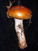 Cortinarius mucosus (Bull.) Kickx