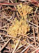 Ramaria abietina