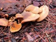 Paxille en forme de panus (Paxillus panuoides)