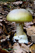 Amanita phalloides