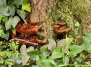 Phellinus torulosus