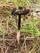 Coprinus picaceus