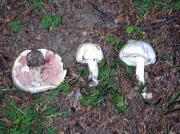 Agaricus pilatianus 1